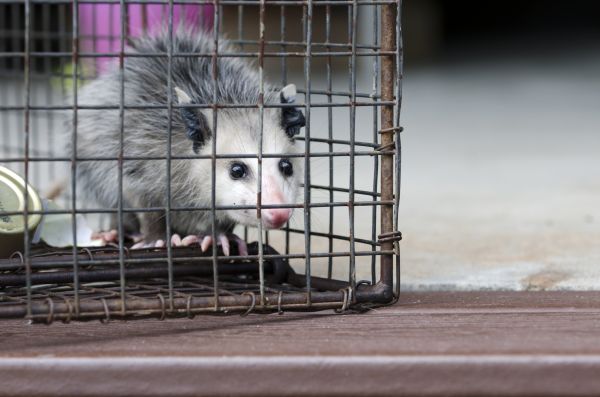 Tulsa Wildlife Removal