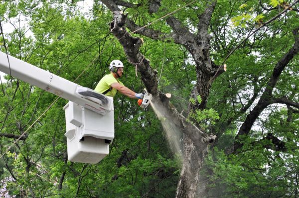 Tulsa Tree Trimming
