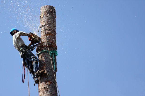 Tulsa Tree Removal